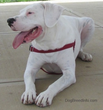 Nelson the Bogle laying on the ground with its mouth open and tongue out. He is looking to the right