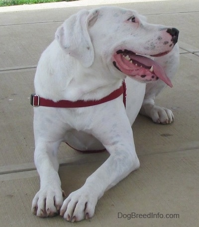 Nelson the Bogle laying on the ground with its mouth open and tongue out. He is looking to the left