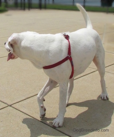 Nelson the Bogle standing on the ground looking to the right with its mouth open and tongue out