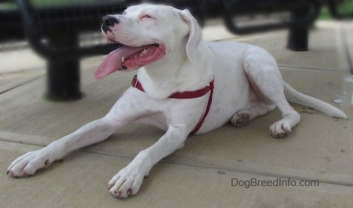 Close Up - Nelson the Bogle laying on the cement ground with its mouth open and tongue out