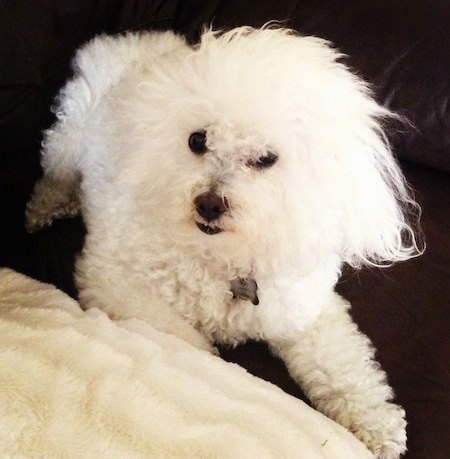 Milo the very fluffy Bolognese laying on a carpet in front of a blanket