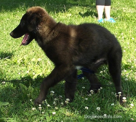 Rider the Borador puppy all wrapped up in the leash and looking to the right with its mouth open and tongue out