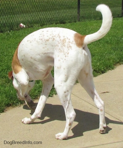 The back left side of a white with tan Border Collie Pit  that is sniffing the grass that is next to a concrete path.