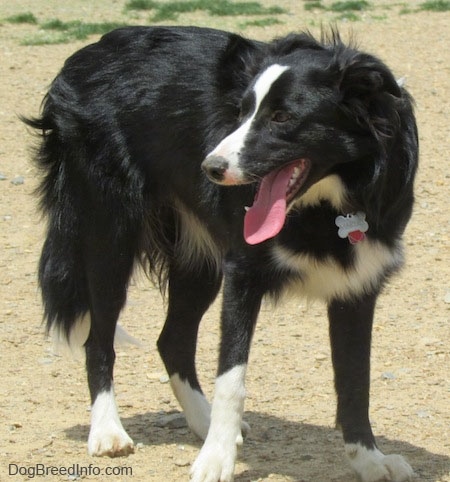 Marnie the Border Collie standing outside in dirt with its mouth open and tongue out