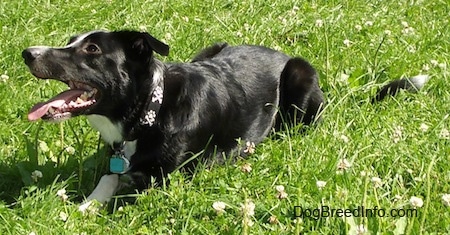 Reilly the Border Collie laying outside with its mouth open and tongue out. Reilly is also wearing a skull and bones collar with the skull shaped like a paw print