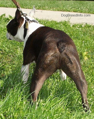 Back end view of Oreo the Boston Terrier looking away from the camera holder