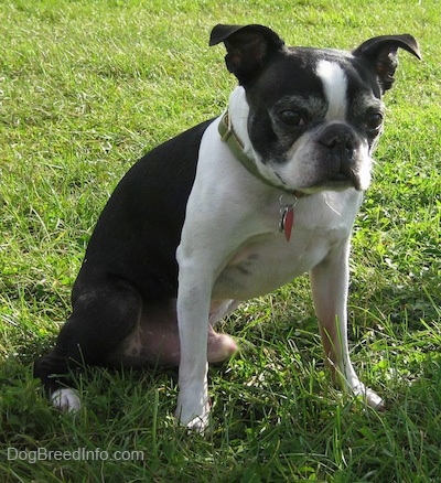 Tater the Boston Terrier sitting outside in grass