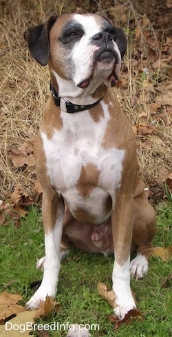 Knuckles the Boxer sitting outside and has its head turned up and to the left