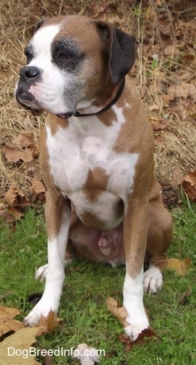 Knuckles the Boxer sitting outside on grass and looking to the right