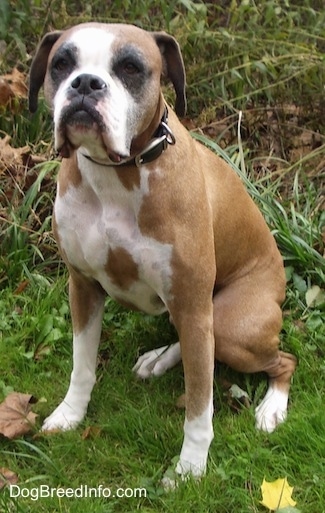 Knuckles the BOxer sitting outside in grass with weeds behind him