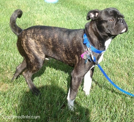 Murphy the Bugg Puppy walking towards the person holding his leash