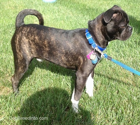 Murphy the Bugg Puppy standing outside and looking into the distance