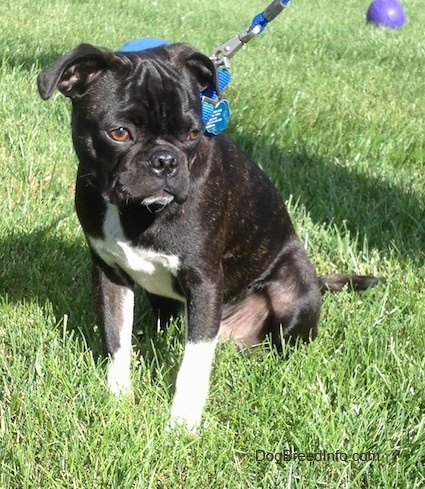 Murphy the Bugg Puppy sitting outside with a purple ball in the background