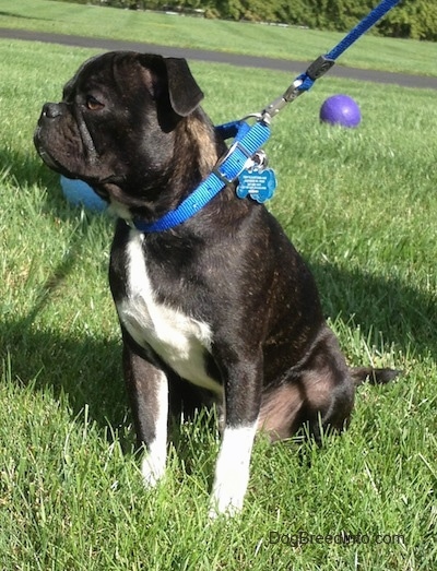 Murphy the Bugg Puppy sitting outside and looking to the left with a ball in the background