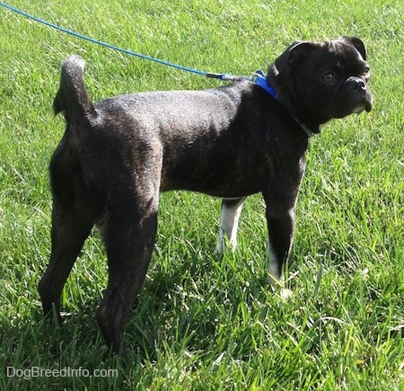 Murphy the Bugg Puppy standing with its backside to the camera outside and looking to the right