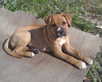 The right side of a tan with white Bullboxer Pit puppy that is laying outside across a rug.