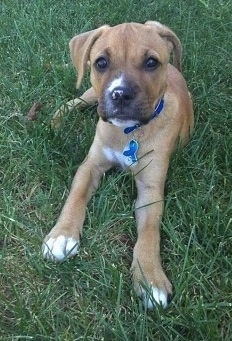 A tan with white Bullboxer Pit puppy is laying in grass and it is looking forward.