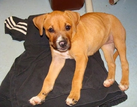 Topdown view of the left side of a tan with white Bullboxer Pit puppy that is laying on a shirt.