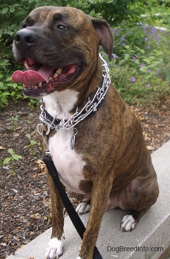 Close up - The front left side of a brindle with white Bullboxer Pit that is sitting on a stone wall, it has its mouth open and its tongue out.