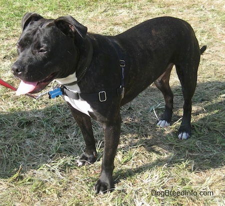 The front left side of a black with white Bullboxer Staff standing in grass outside.