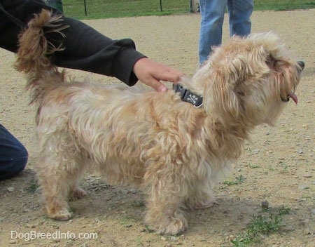 Left Profile - Sherman the Cairn Terrier is standing in a dirt path and a person is holding onto his collar