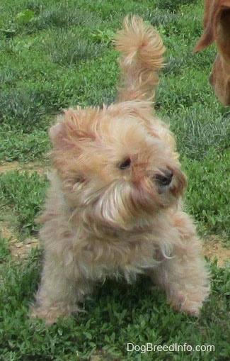 Sherman the Cairn Terrier is standing alert in grass. There is a Bigger dog in front of Sherman looking right at him