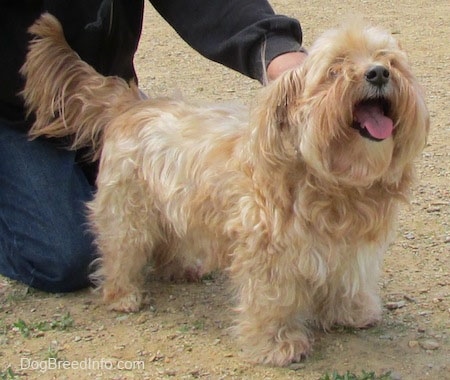 Sherman the Cairn Terrier is standing in dirt and being pet by a person standing behind it. Sherman is looking up and to the left with his mouth open and tongue out