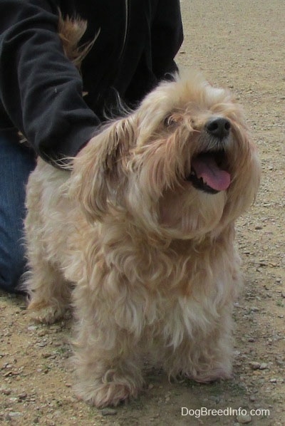 Sherman the Cairn Terrier is standing in dirt and being pet by a person kneeling behind him. Sherman's mouth is open and his tongue is out