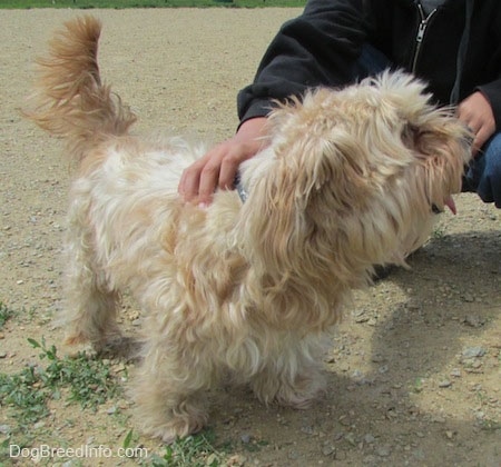 Sherman the Cairn Terrier is standing in dirt and being pet by a person next to him. Sherman's mouth is open and his tongue is out