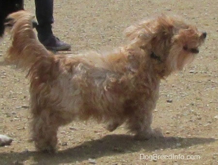 Sherman the Cairn Terrier is standing on dirt with one of his paws up and looking to the right