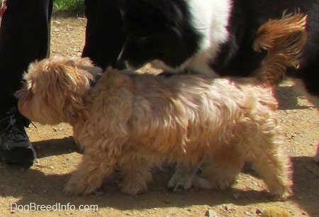 Left Profile - Sherman the Cairn Terrier is walking to the right with a bigger dog walking next to him