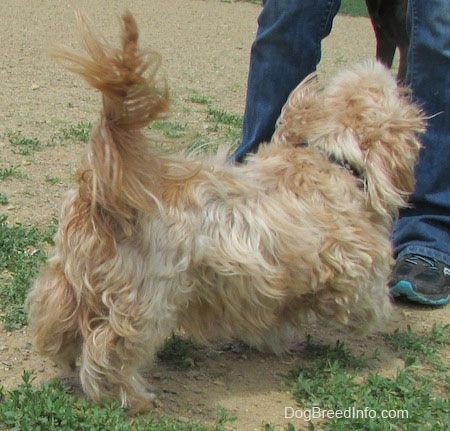 Sherman the Cairn Terrier is standing in patchy grass and standing in front of a person and looking up at them