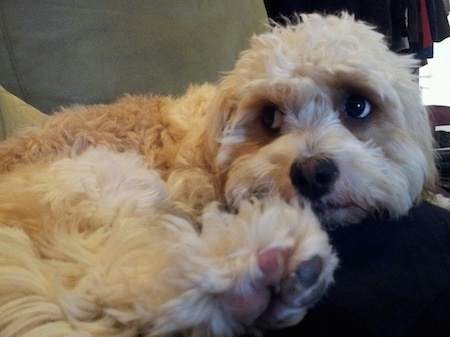 Close Up - Rory the Cav-A-Malt is laying on a couch and looking to the left