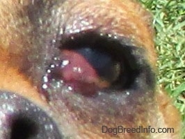 Close Up - Puggle's right eye with a red bulging pocket in the inside corner