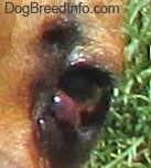 Close Up - Puggle with a red bubble coming from the corner of the eye