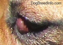 Close Up - Closed eye, with still exposed red bulge of the cherry eye