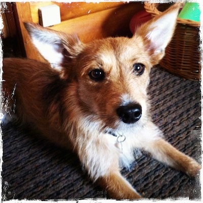 Saukko the Chidale is laying on a brown carpeted floor next to a brown wicker basket and a wooden shelf