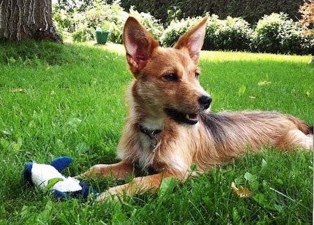 Saukko the Chidale is looking to the right and laying outside in grass with a plush whale toy in front of him