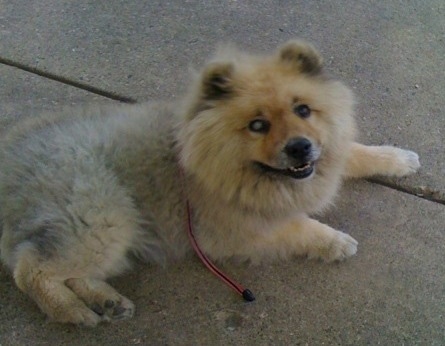 Female Chinese Foo Dog with a white prosthetic eye laying outside on a sidewalk