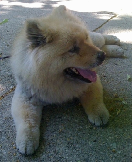 Chinese Foo Dog laying outside with its mouth open and tongue out and looking to the right