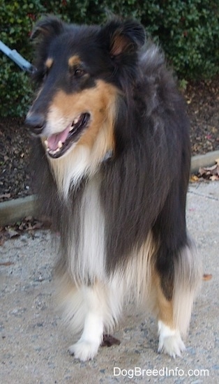 Kohler the black, tan and white tricolor Rough Collie is standing on a sidewalk in front of a bush. Kohlers mouth is open and he is connected to a blue leash