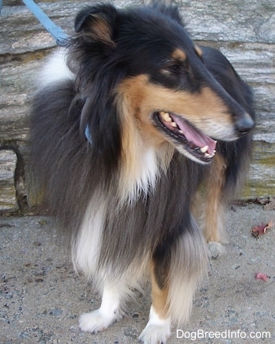 Kohler the black, tan and white tricolor Rough Collie is standing outside and there is a stone wall behind him and he is looking to the right
