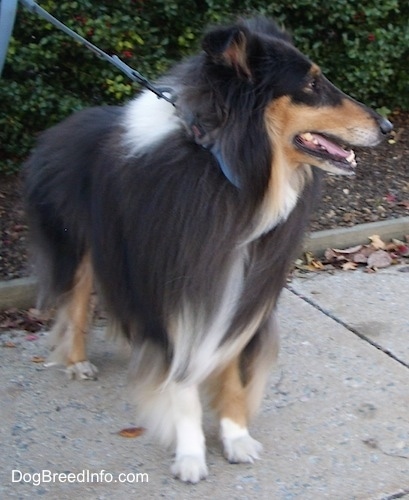 Kohler the black, tan and white tricolor Rough Collie is standing outside on a street with a row of bushes behind him
