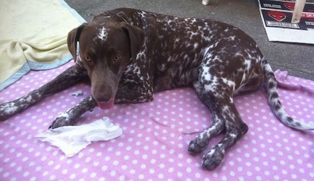 Maizy the Dalmador is laying on a pink polkadot blanket and in front of her is a chewed tissue