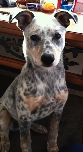 Pepper the Dalmatian as a puppy is sitting in front of a wooden table with things all over it