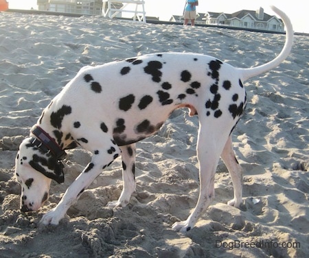 Bode the Dalmatian is sniffing the sand. There is a lifeguard chair and some beach houses behind him.