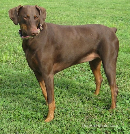 Bella the brown and tan Doberman Pinscher is standing outside in grass