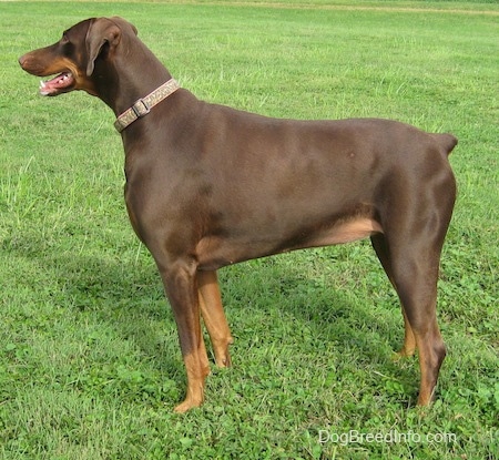 Bella the brown and tan Doberman Pinscher is standing outside and looking forward. Her mouth is open