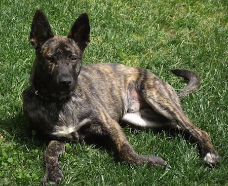 Reggie the brown brindle Dutch Shepherd is laying on his side outside in grass with this head up.