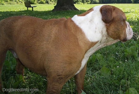 Close Up - Choppers the English Bulldog outside turned and looking behind him